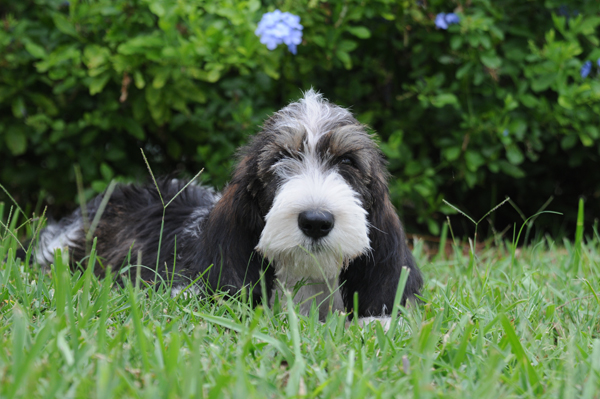 PBGV pup